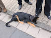 Kerb 2011